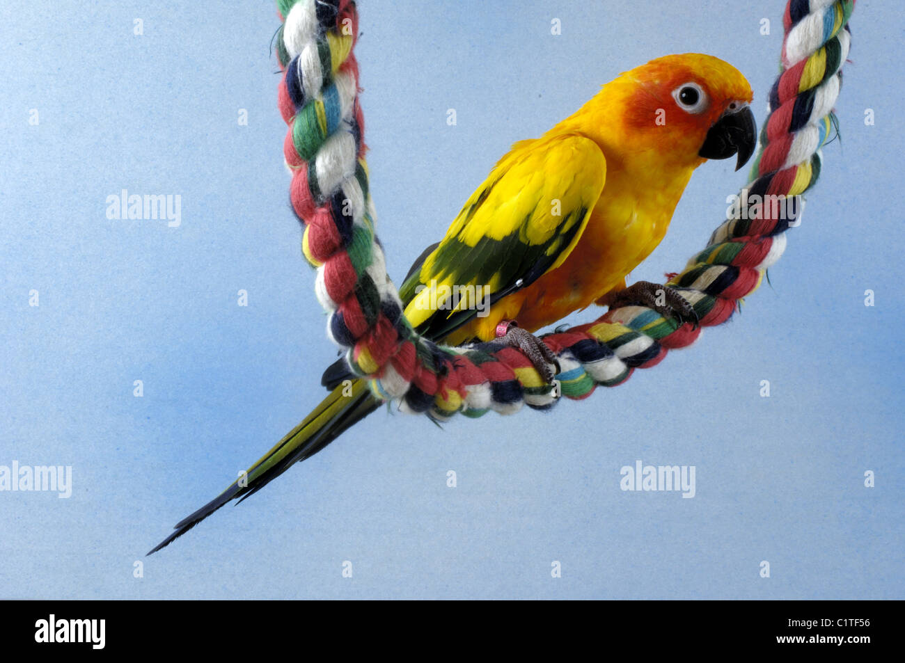 Sun Conure Stock Photo