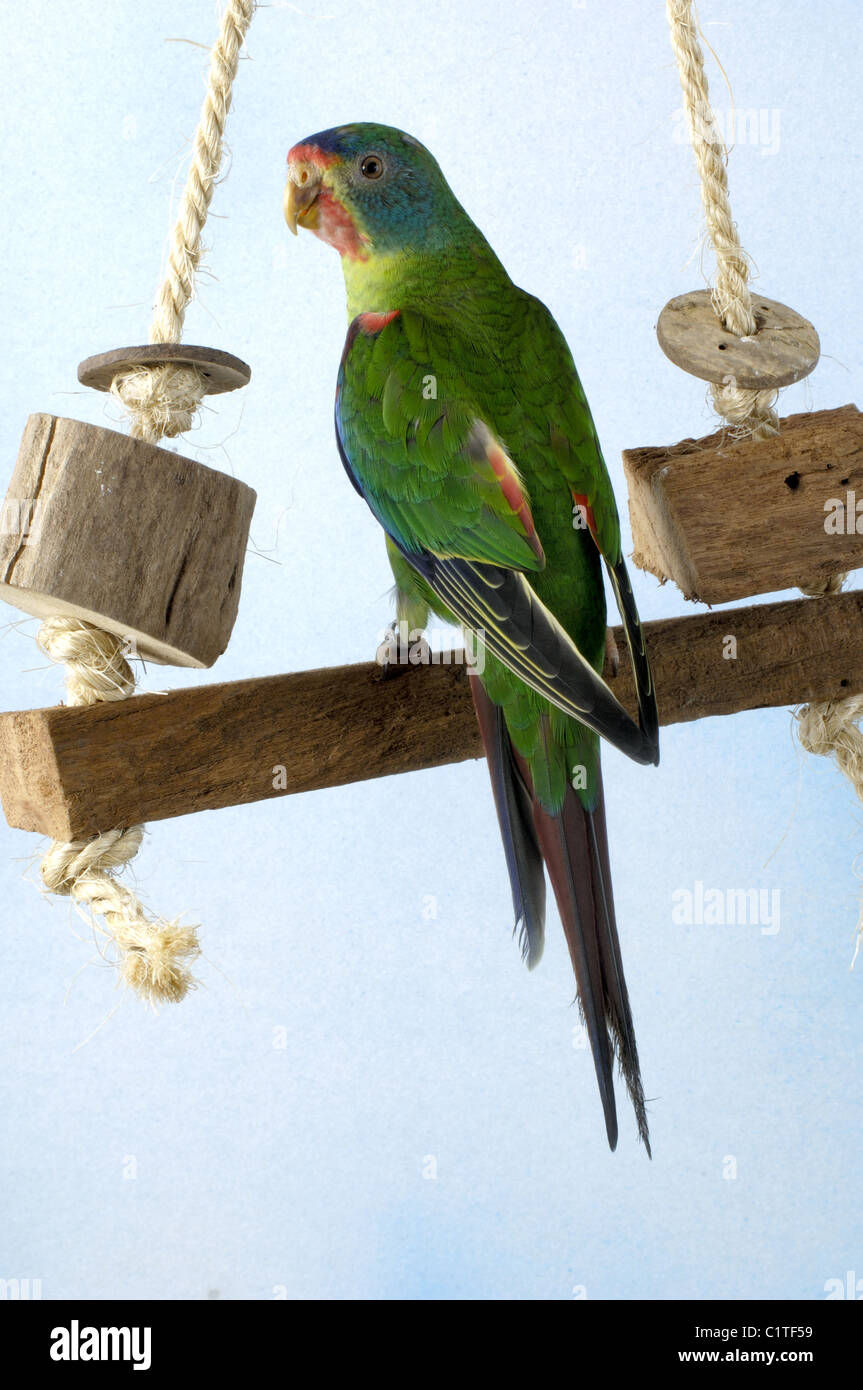 Swift Parrot Stock Photo