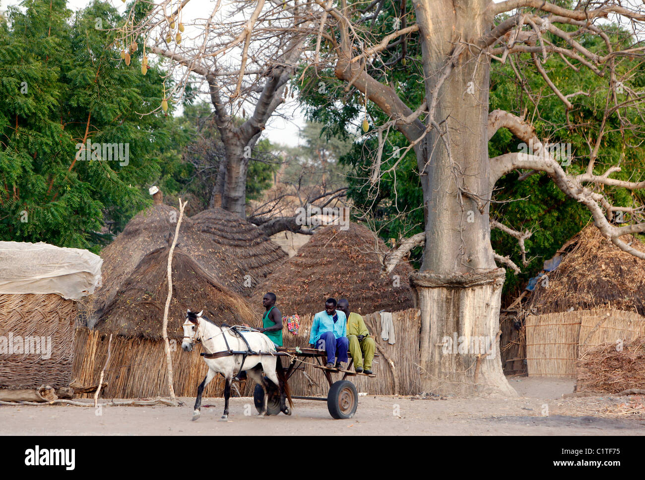 horse and cart in the thatched circular huts village of Farar, Senegal