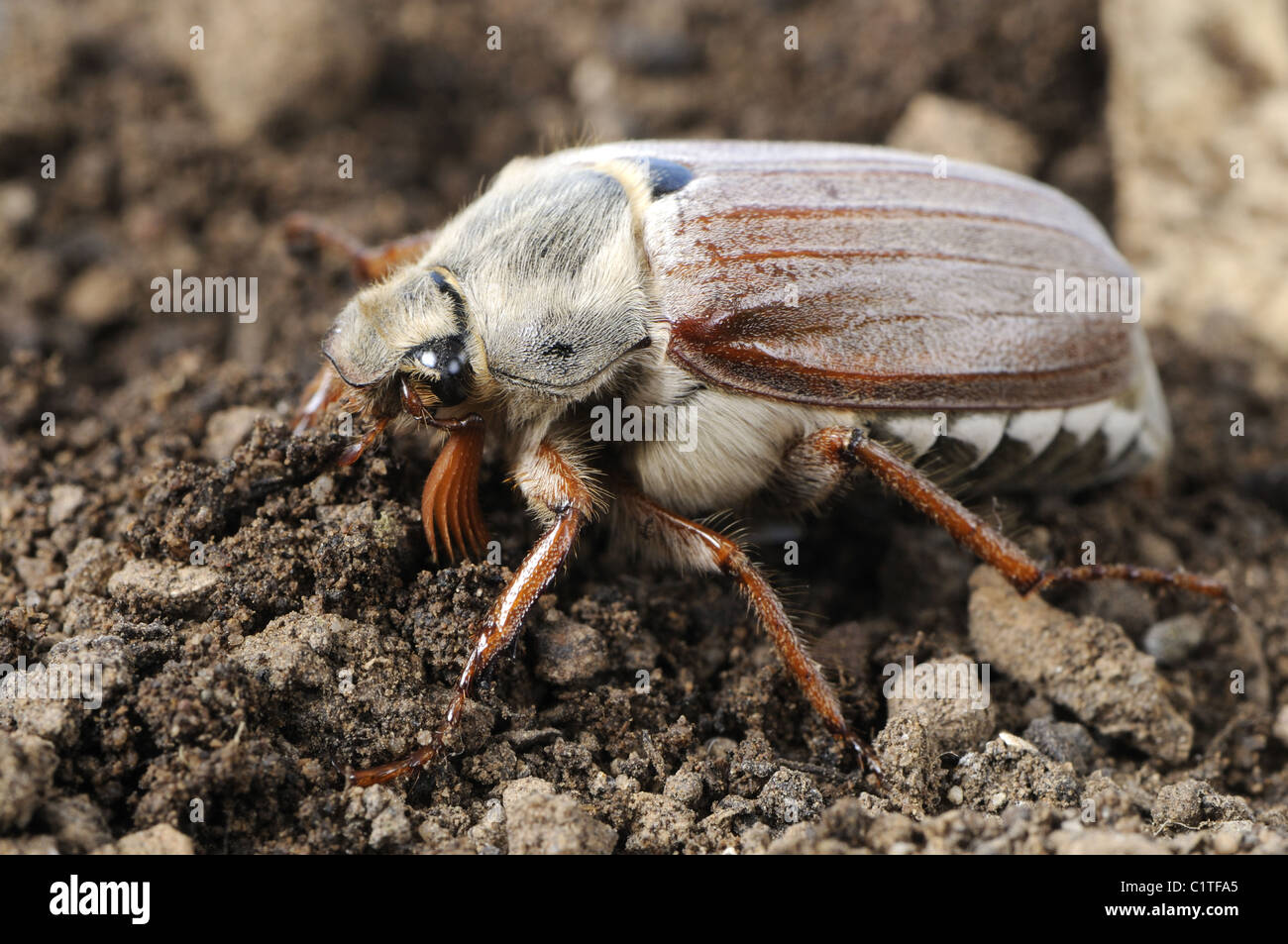 May beetle and grub Stock Photo