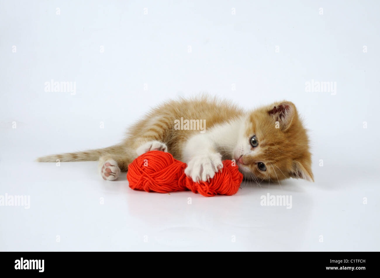 Kitten with ball of yarn Stock Photo Alamy