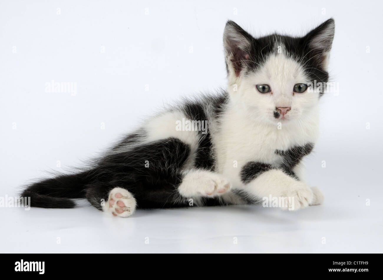 Black and white kitten Stock Photo Alamy