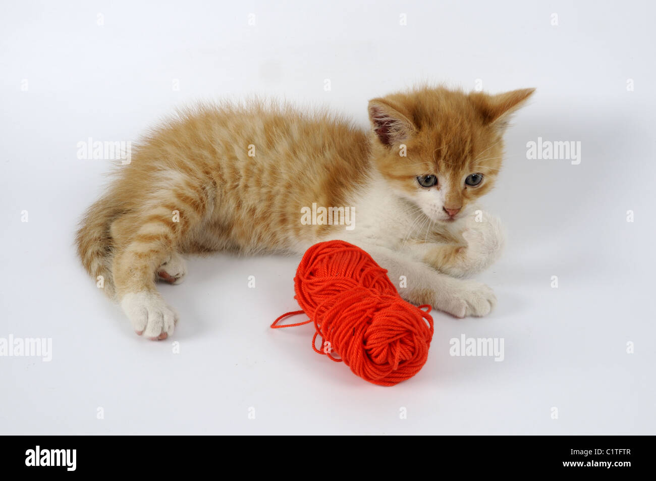 Kitten with ball of yarn Stock Photo Alamy
