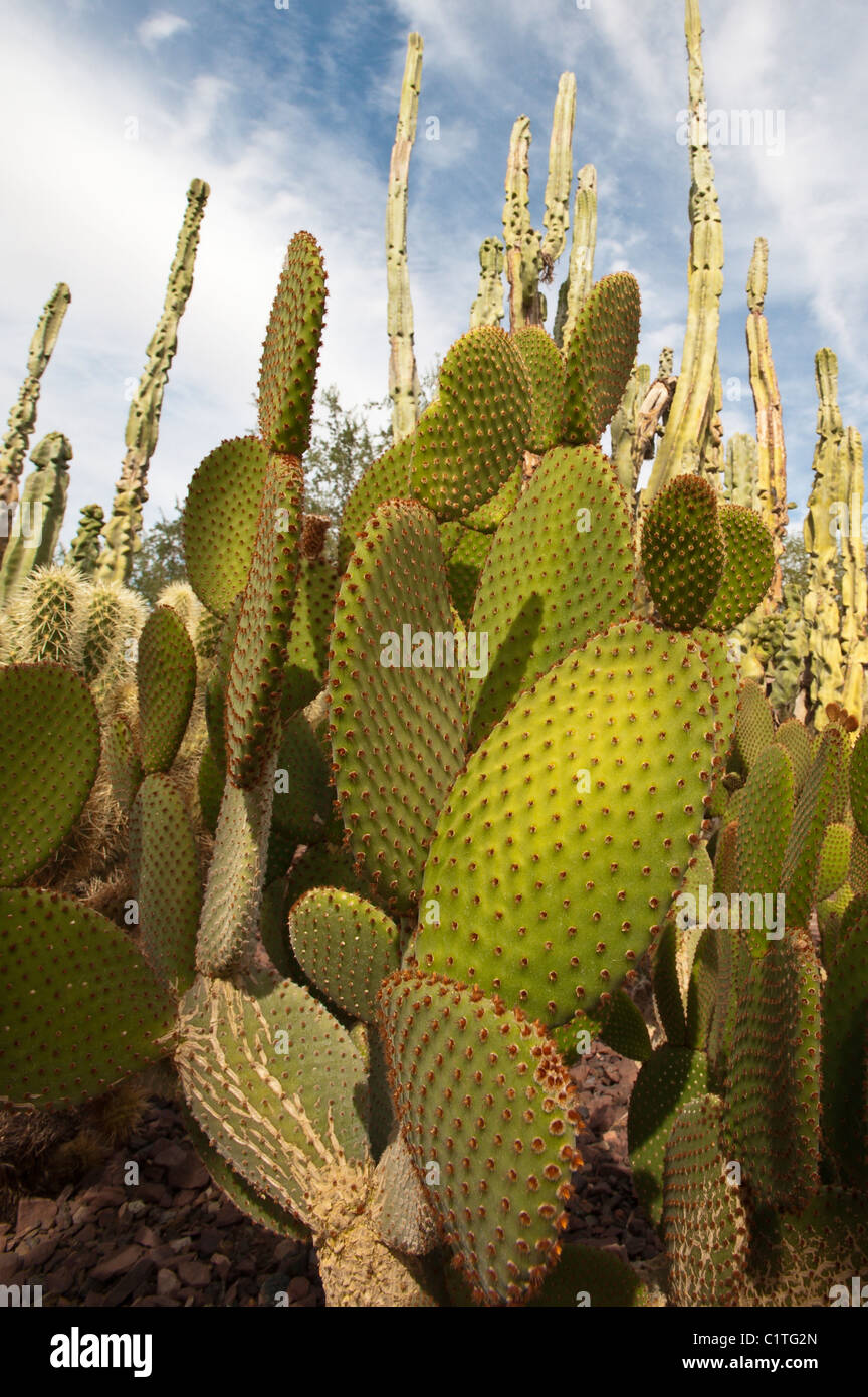 Phoenix, Arizona. Cactus at the Desert Botanical Garden Stock Photo Alamy