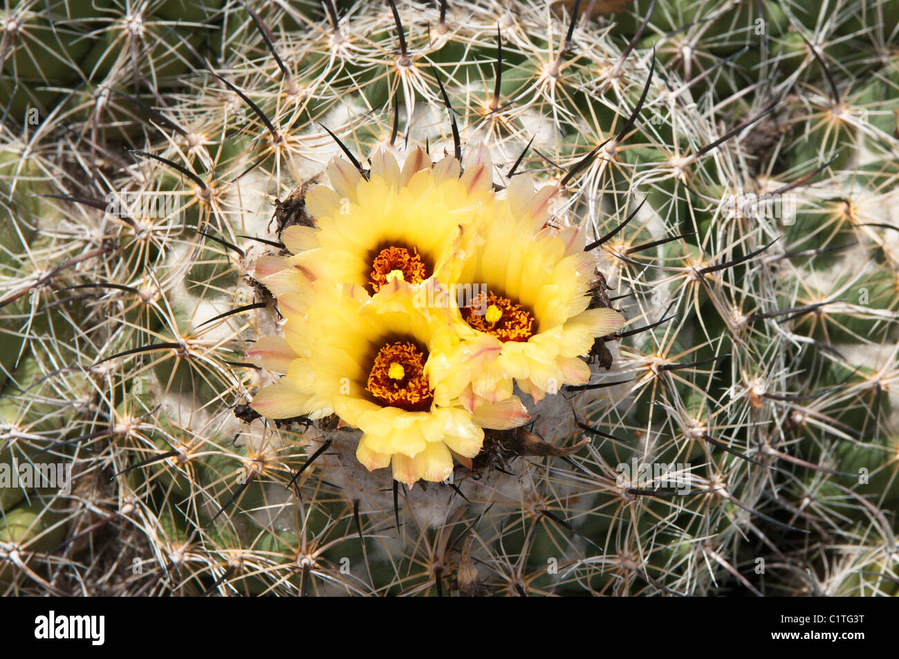 Phoenix, Arizona. Cactus at the Desert Botanical Garden Stock Photo Alamy