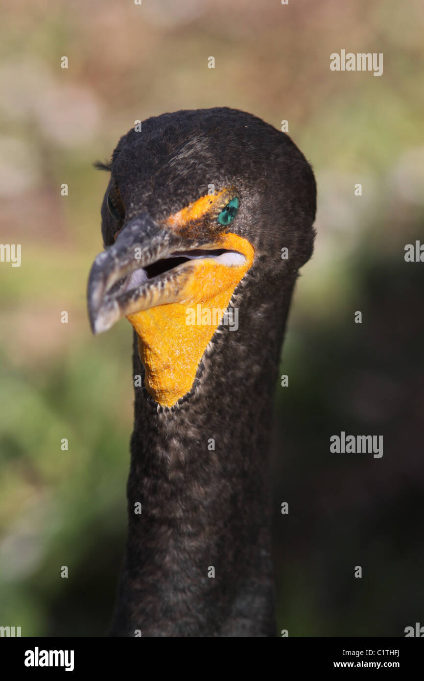 Double crested Cormorant eating fish Anhinga Trail Everglades National Park Florida Stock Photo