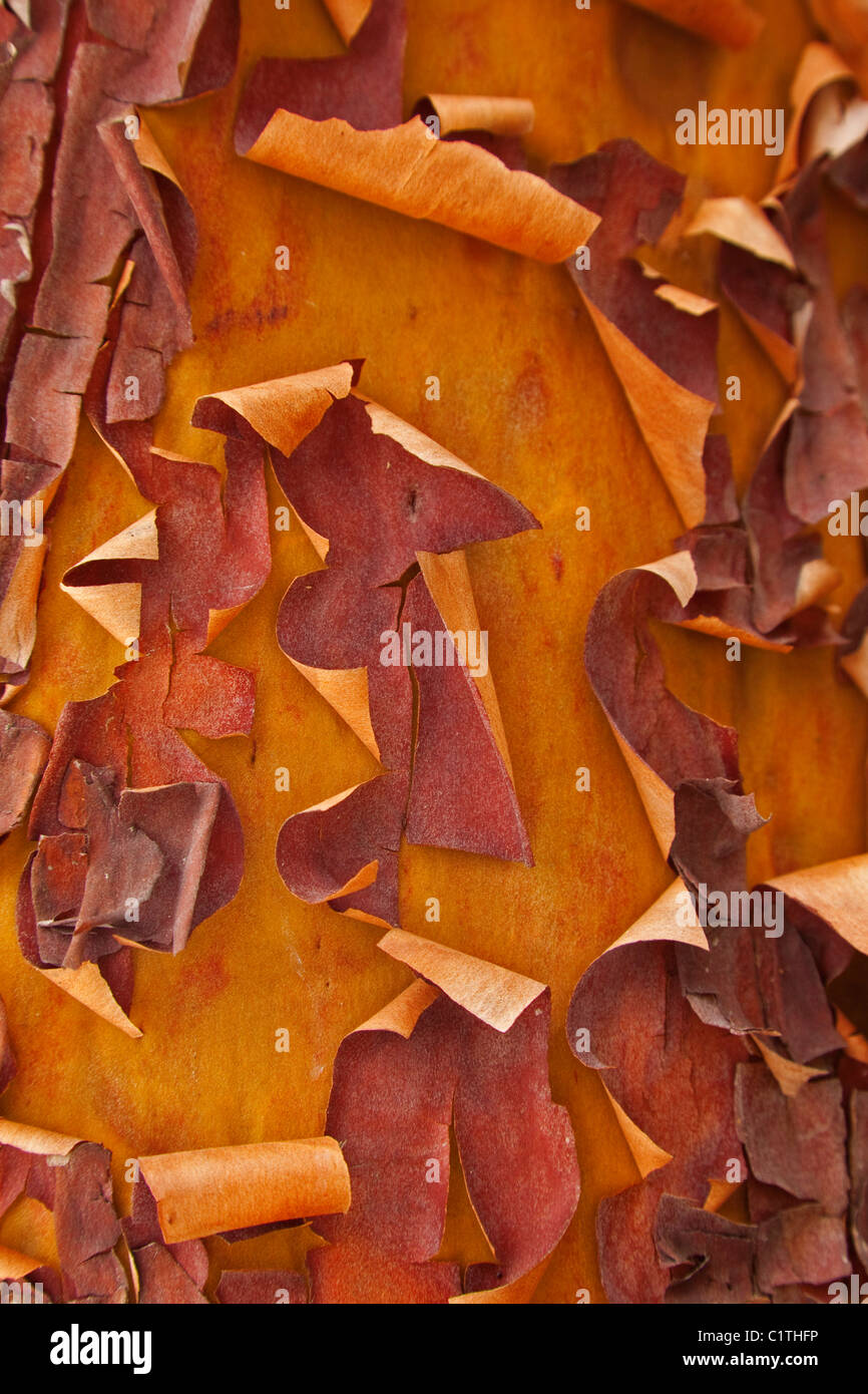 Arbutus menziesii trunk hi-res stock photography and images - Alamy