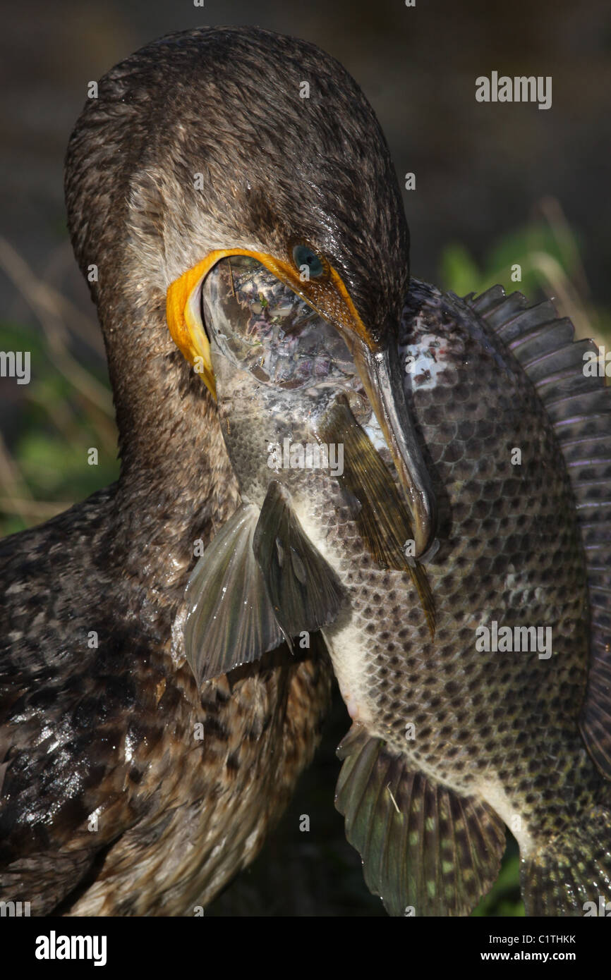 Double crested Cormorant eating fish Anhinga Trail Everglades National