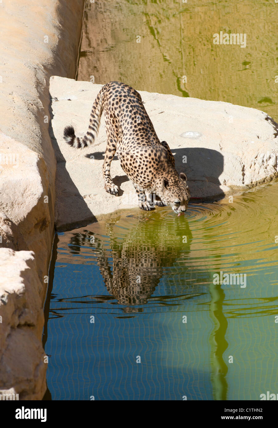 Cheetah drinking at a pond Stock Photo
