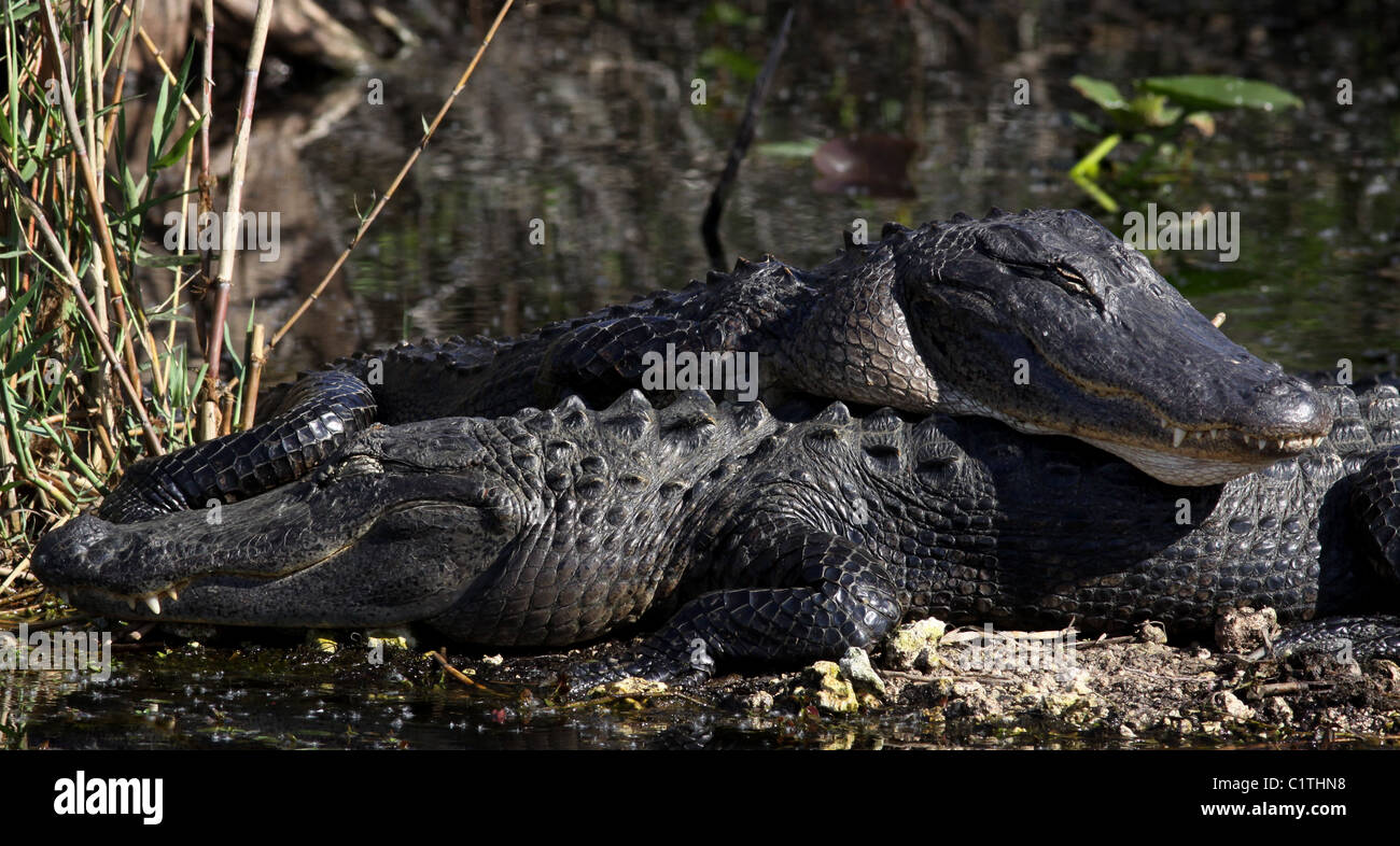 Alligator egret Everglades National Park Florida Stock Photo