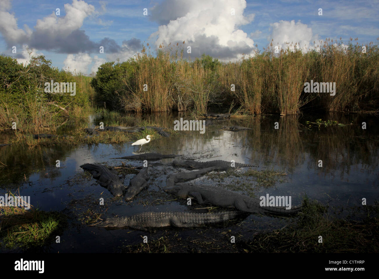 Alligator egret Everglades National Park Florida Stock Photo
