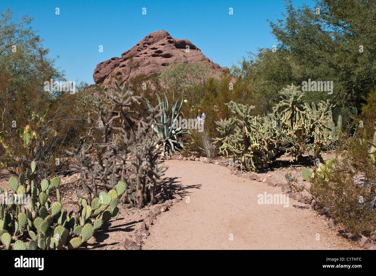 Phoenix, Arizona. Cactus at the Desert Botanical Garden Stock Photo Alamy