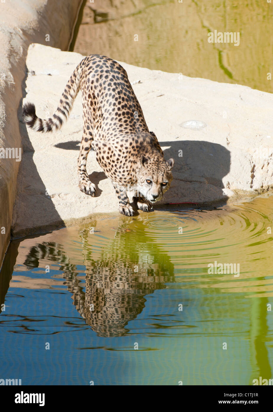 Cheetah Drinking at a pond Stock Photo