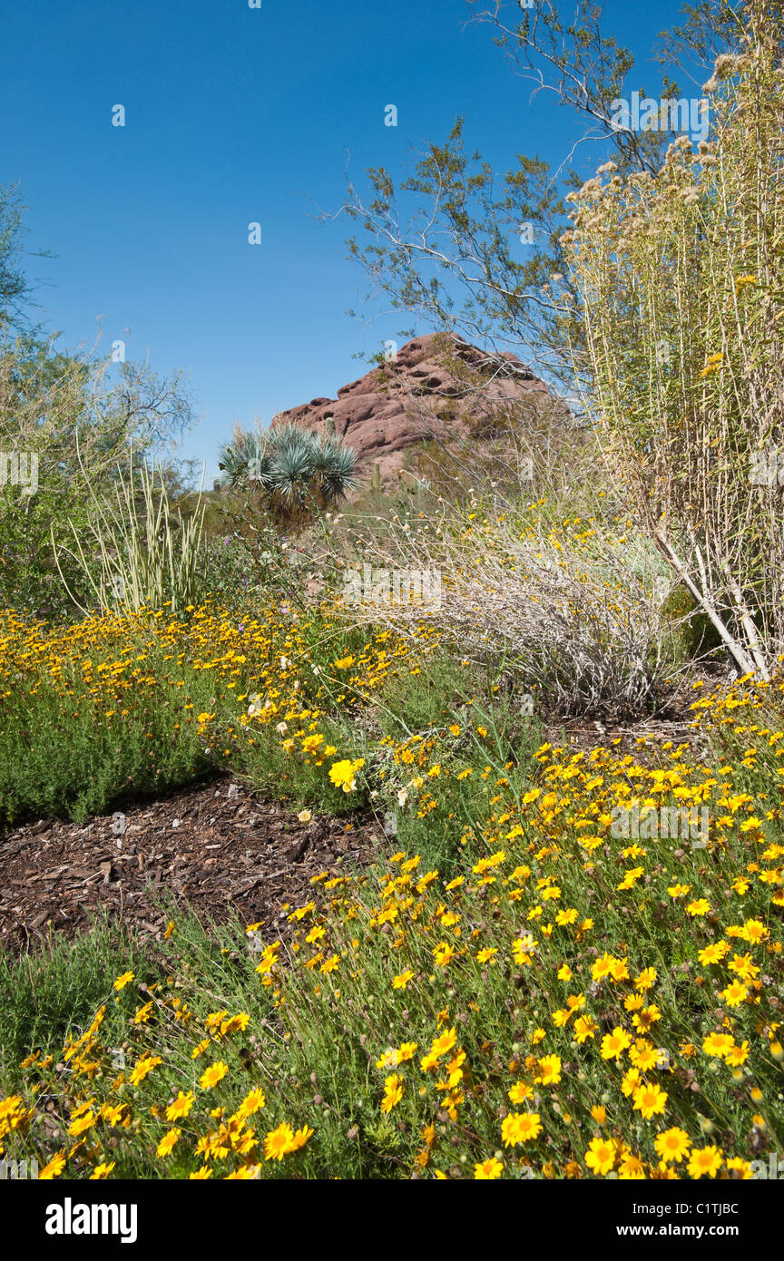 Phoenix, Arizona. Desert zinnia at the Desert Botanical Garden Stock ...