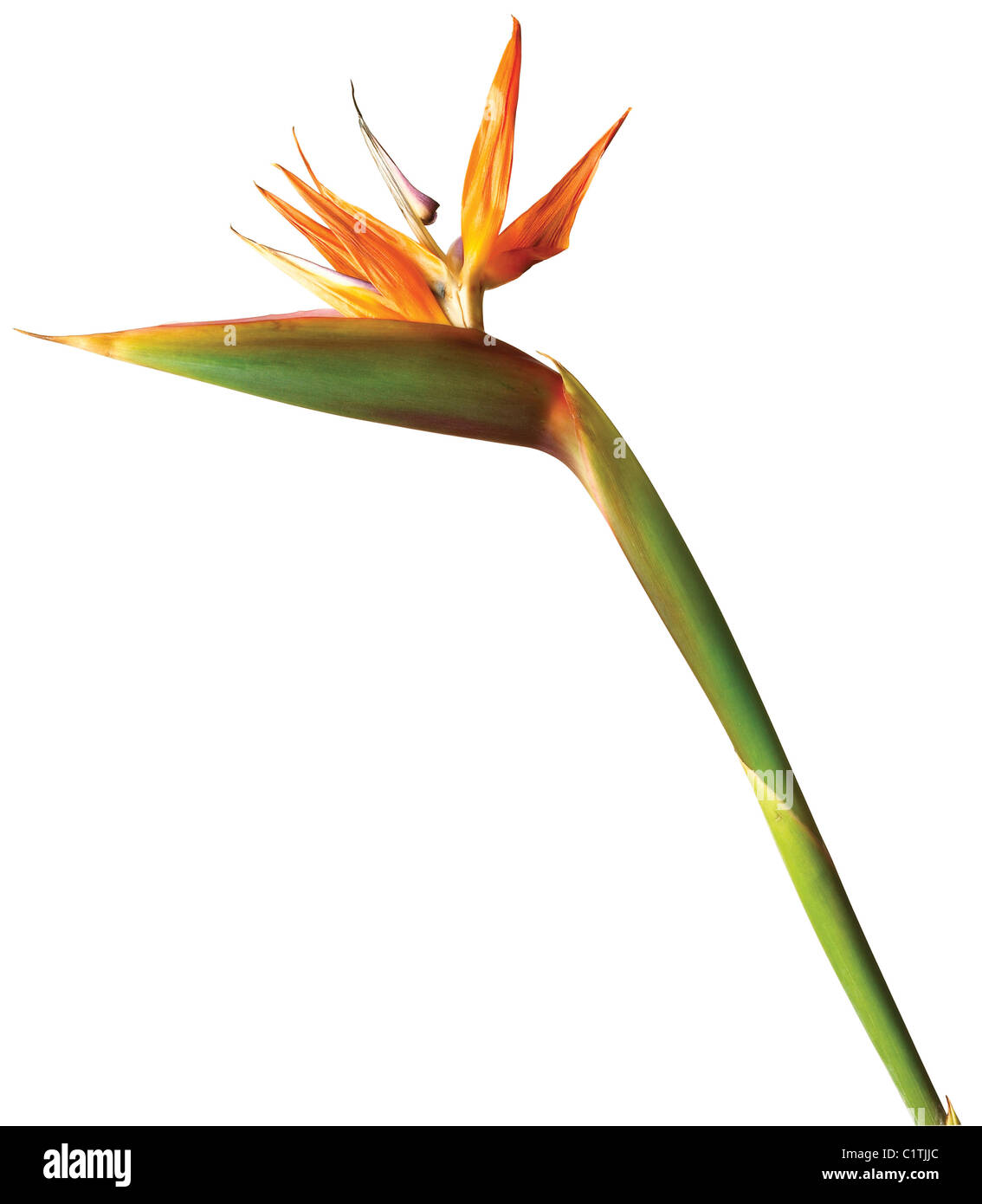 a bird of paradise flower isolated on a white background with clipping path Stock Photo