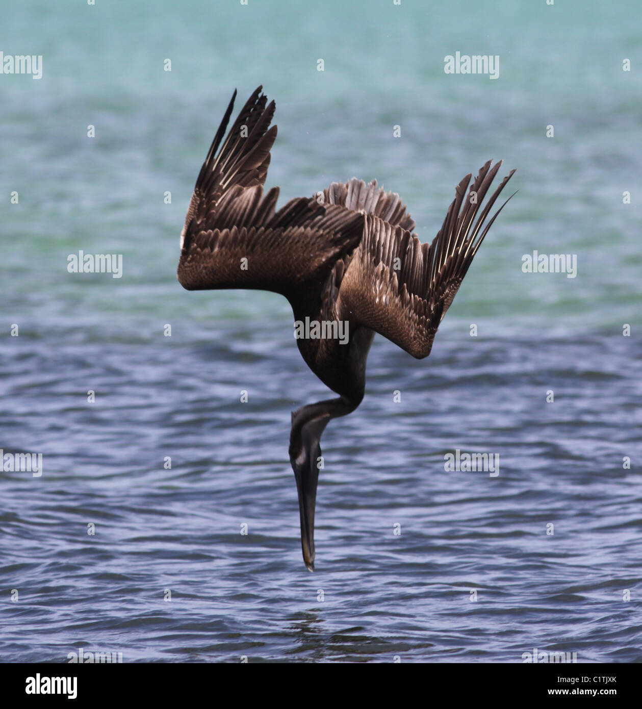 Brown pelican diving Biscayne bay National Park Florida Stock Photo Alamy
