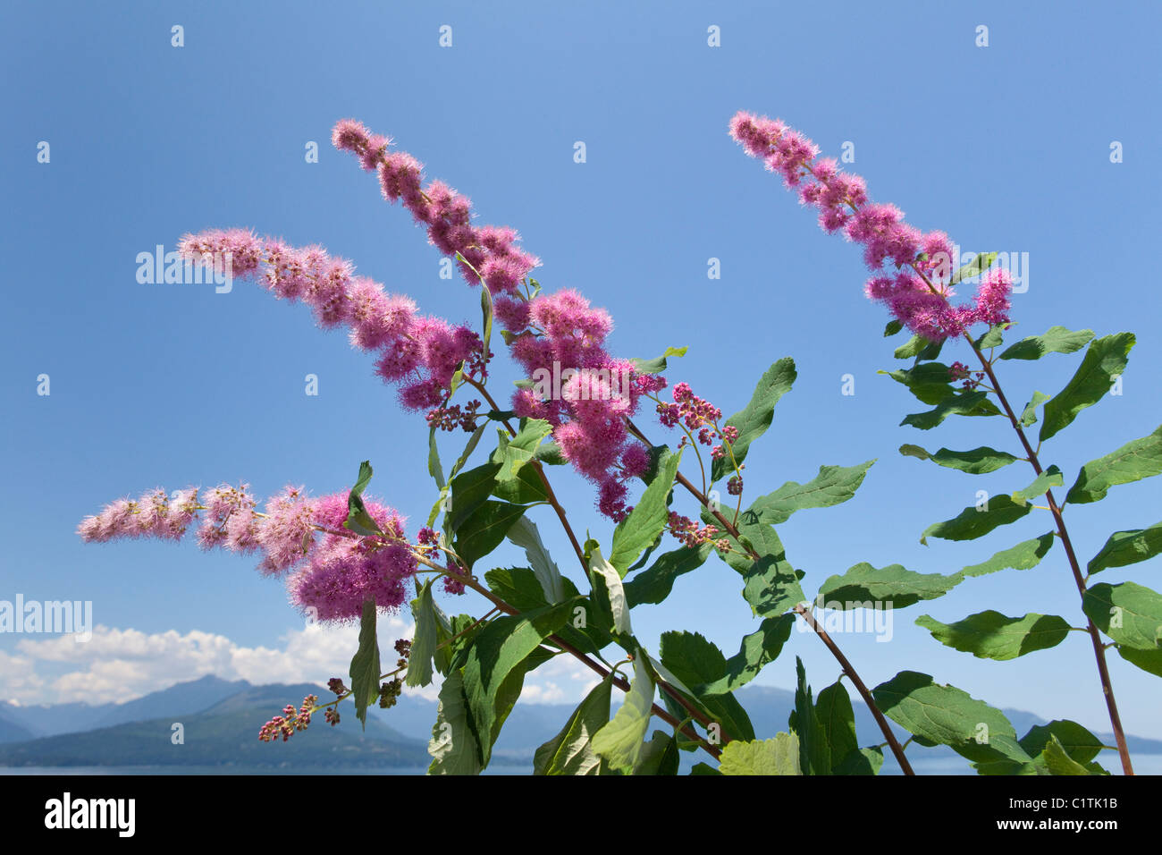 USA, Washington State, Seabeck, Hardhack (Spiraea douglasii) in bloom Stock Photo