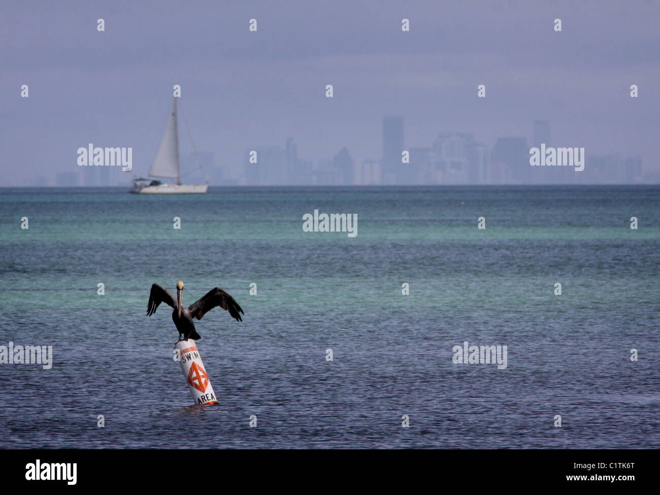 Brown pelican Miami skyline Biscayne bay National Park Florida Stock Photo
