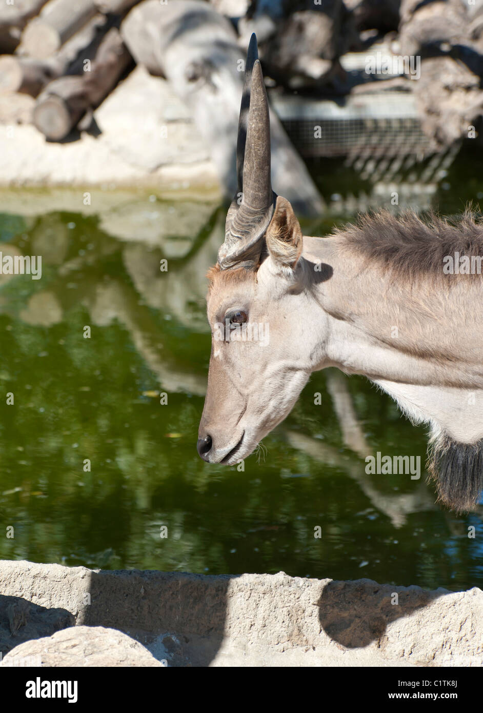 African Eland at a watering hole Stock Photo