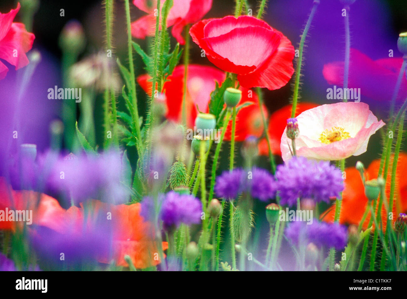 Close-up of poppies and Bachelor Buttons Stock Photo