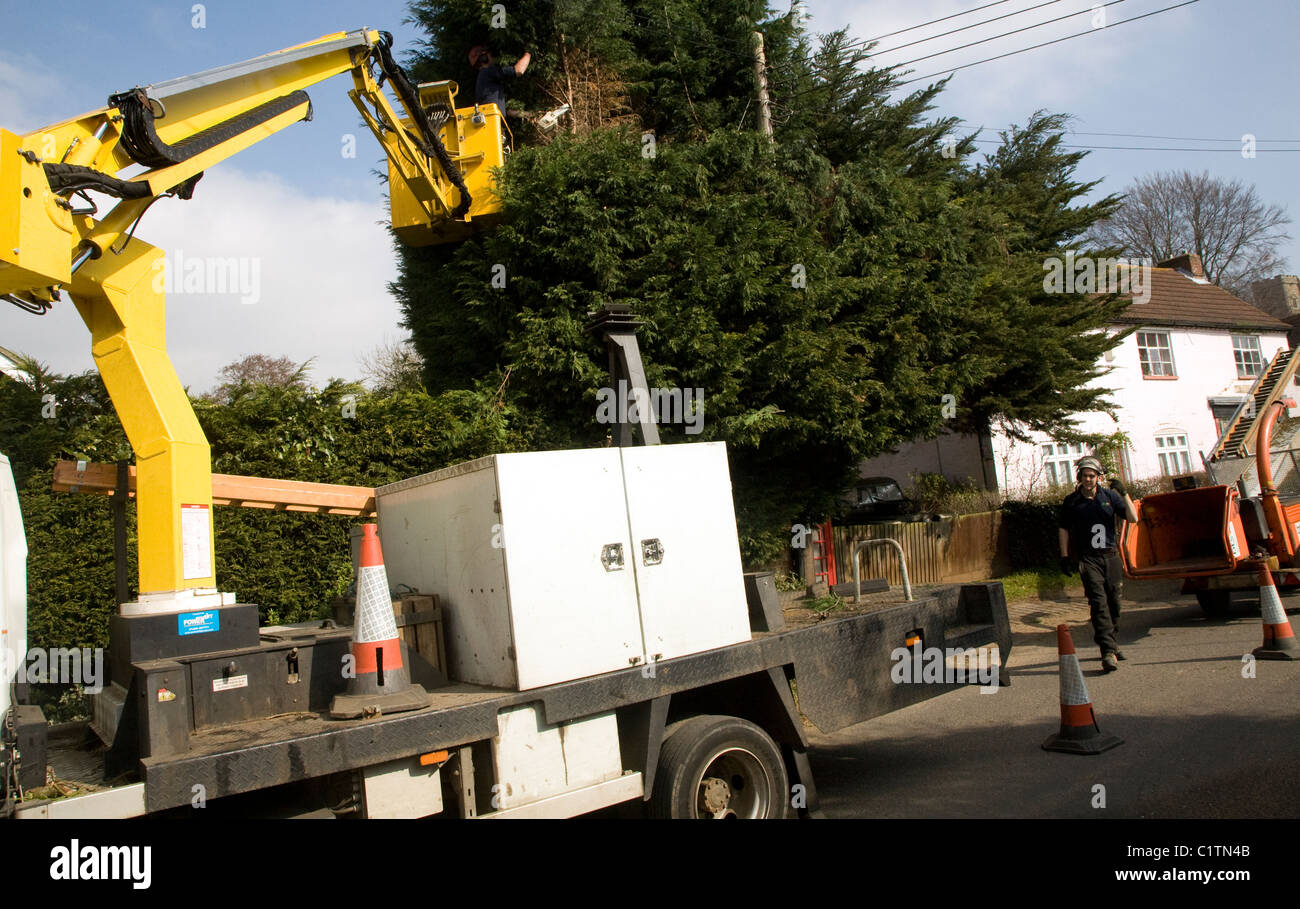 Tree cutting in operation cherry picker vehicle Stock Photo Alamy