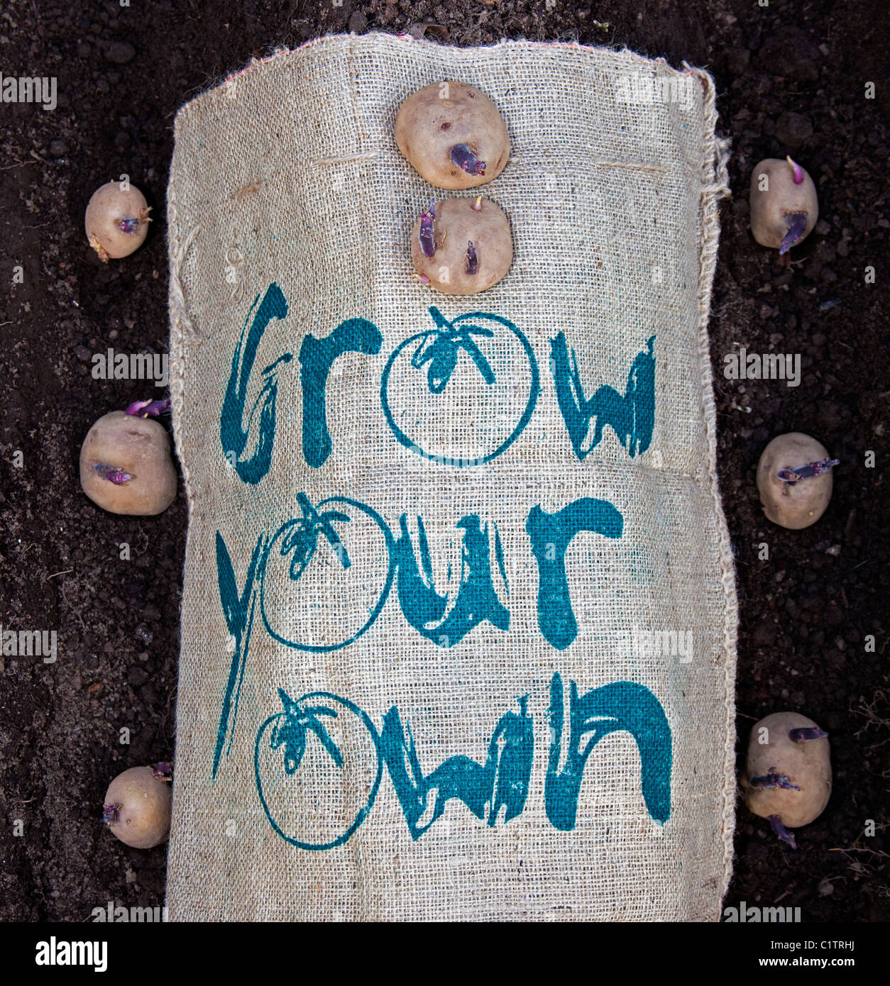 grow your own vegetables hessian sack with chitting potatoes on earth