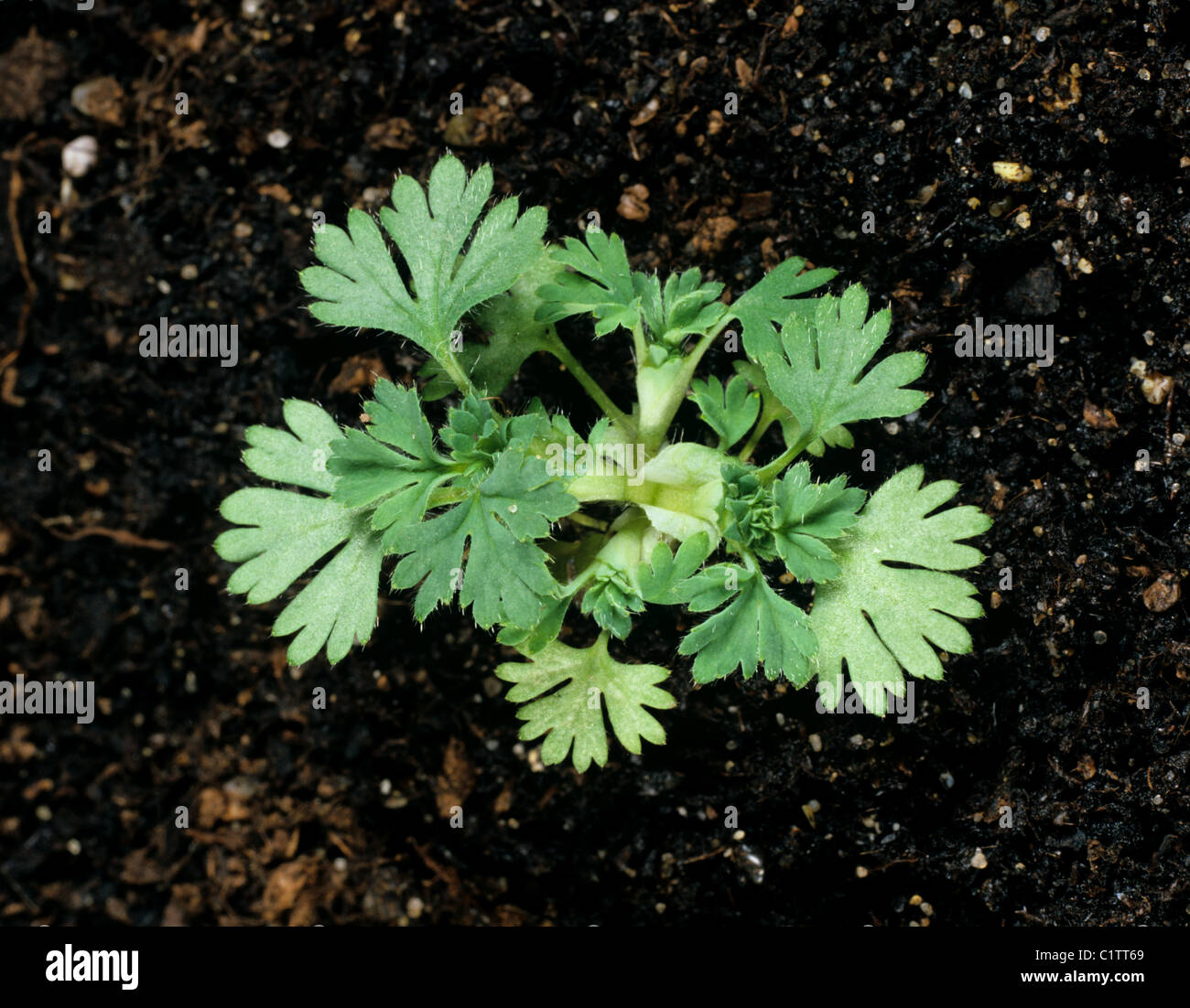 Parsley piert (Aphanes arvensis) young plant Stock Photo
