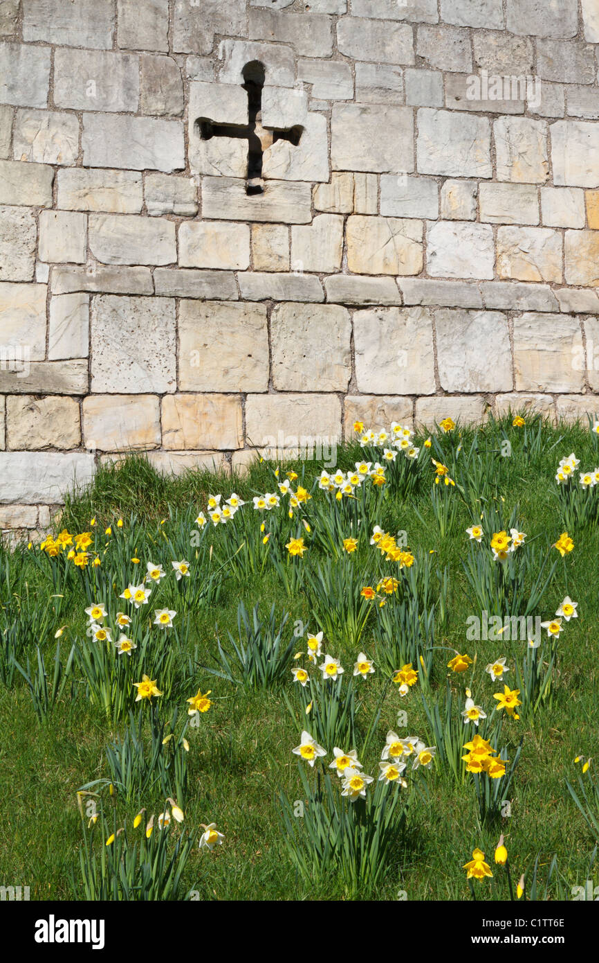 Spring daffodils by the historic Roman city walls of York, North