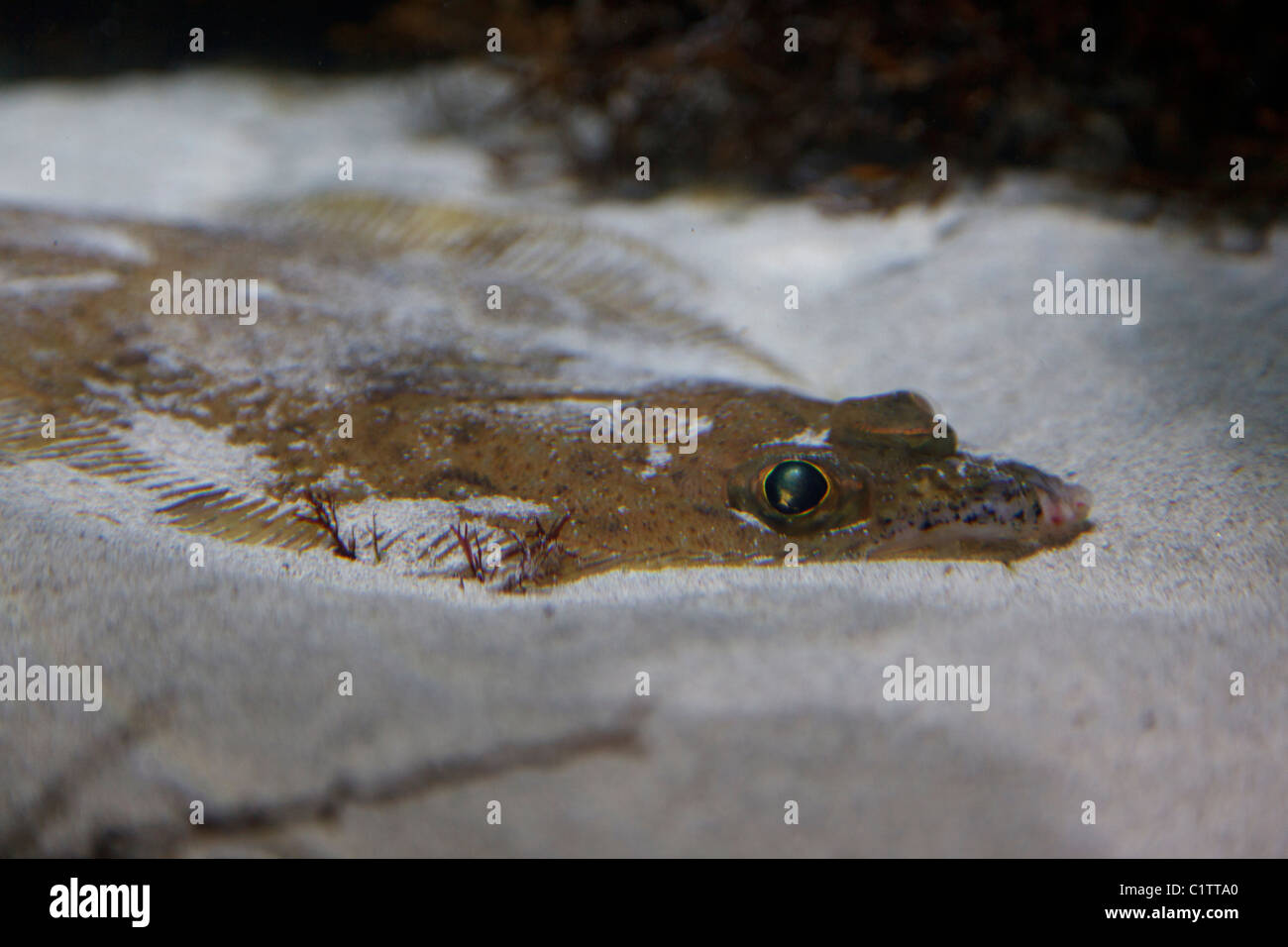 flounder in aquarium in Ålesund Stock Photo Alamy
