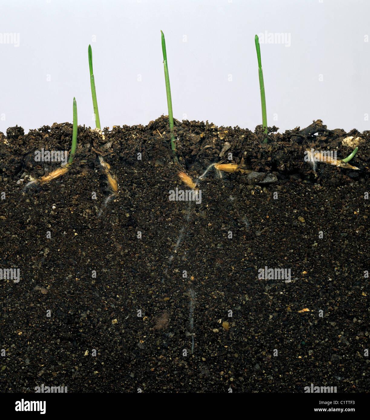 Wild oat (Avena fatua) seedlings germinating in glass-sided tank to show seeds & roots Stock Photo