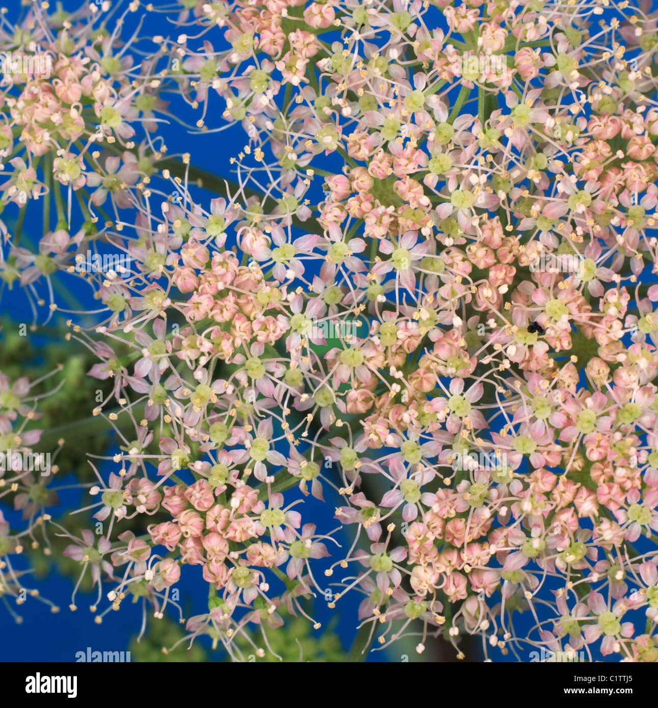 Greater burnet saxifrage (Pimpinella major) pink umbelliferous flowers against a blue background Stock Photo