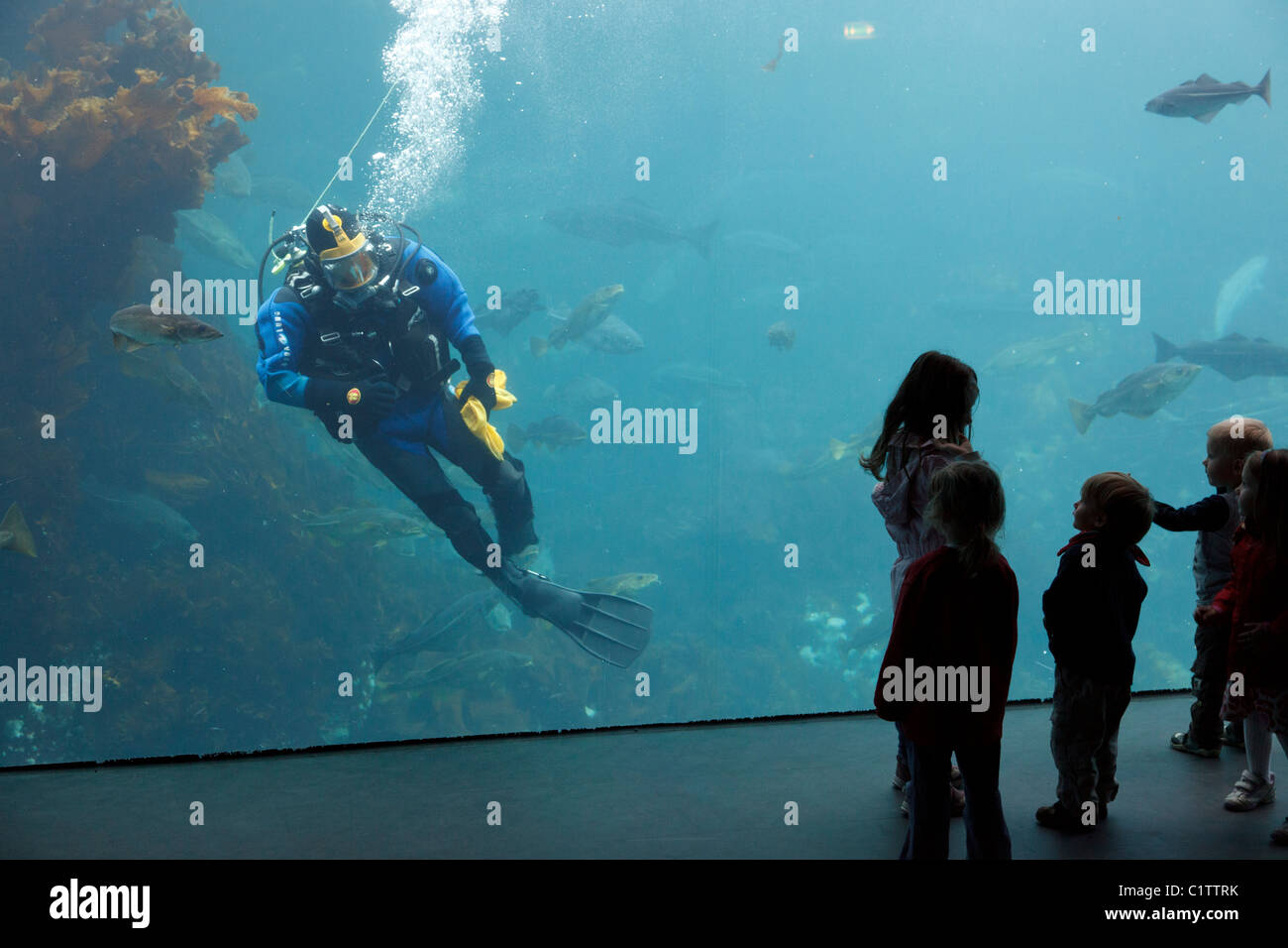 diver-feeding-fish-in-aquarium-in-lesund-stock-photo-alamy