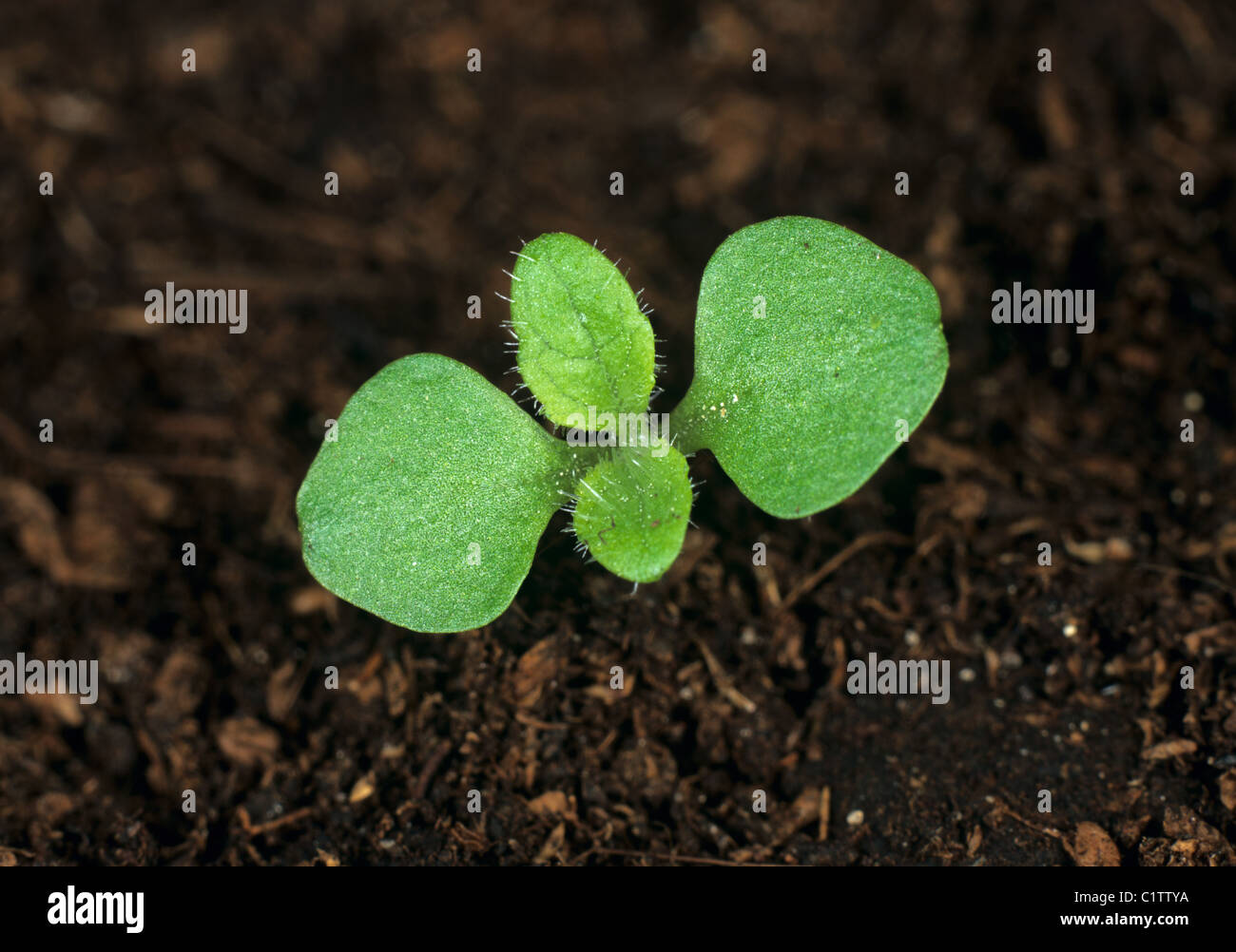 Foxglove (Digitalis purpurea) seedling cotyledons with true leaves beginning to form Stock Photo
