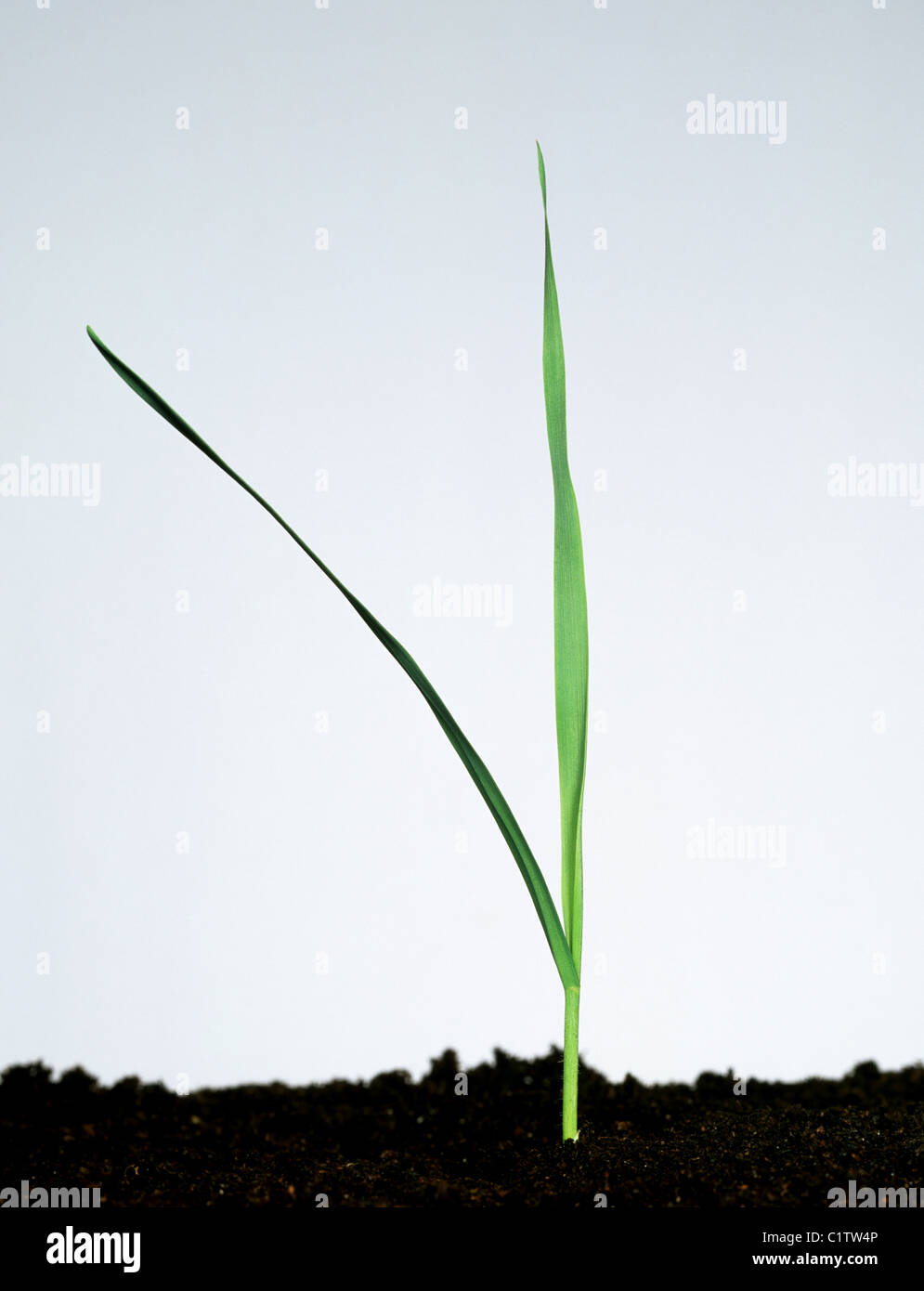 Wild Oat (Avena fatua) young plant with two leaves Stock Photo
