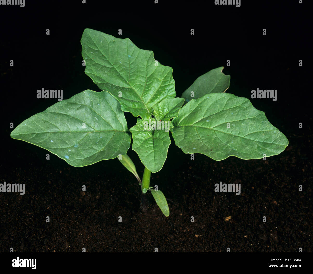 Large or long spined thorn apple (Datura ferox) young plant against soil and black background Stock Photo