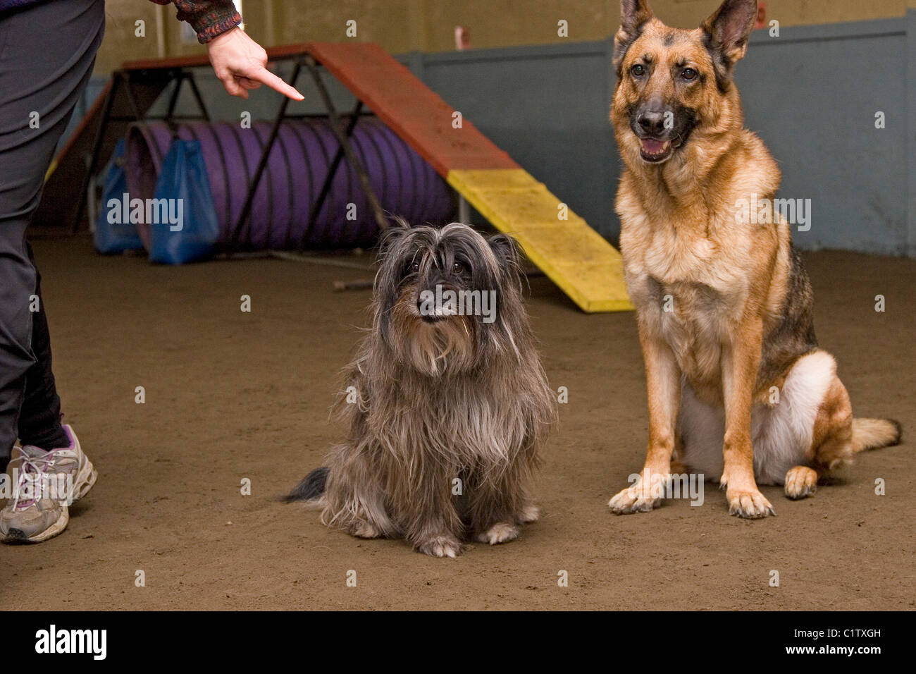 Dog training, German shepherd dog and terrier dog sitting and receiving commend from dog owner during dog agility training class Stock Photo