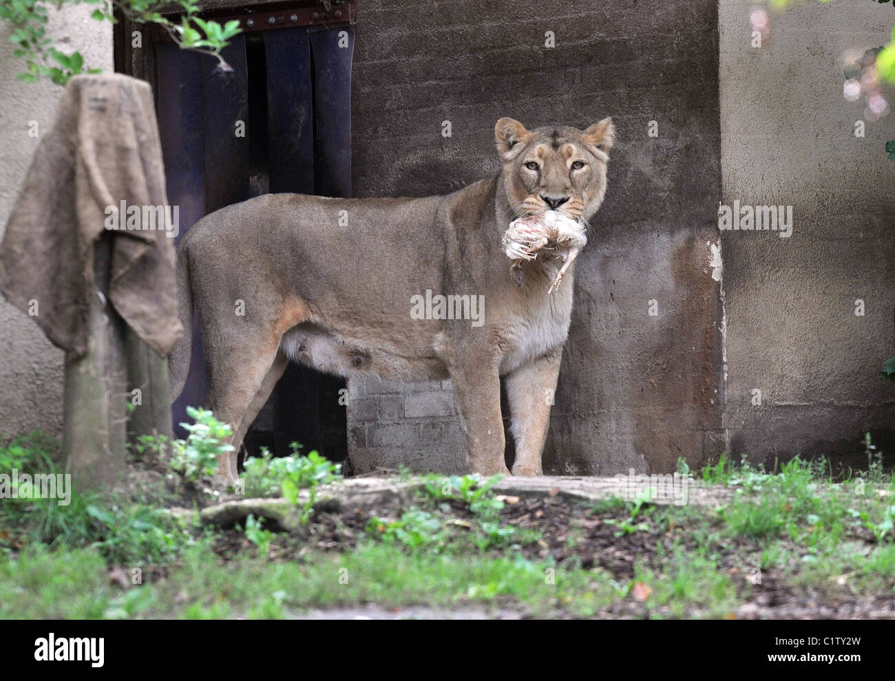 London zoo lion enclosure hi-res stock photography and images - Alamy