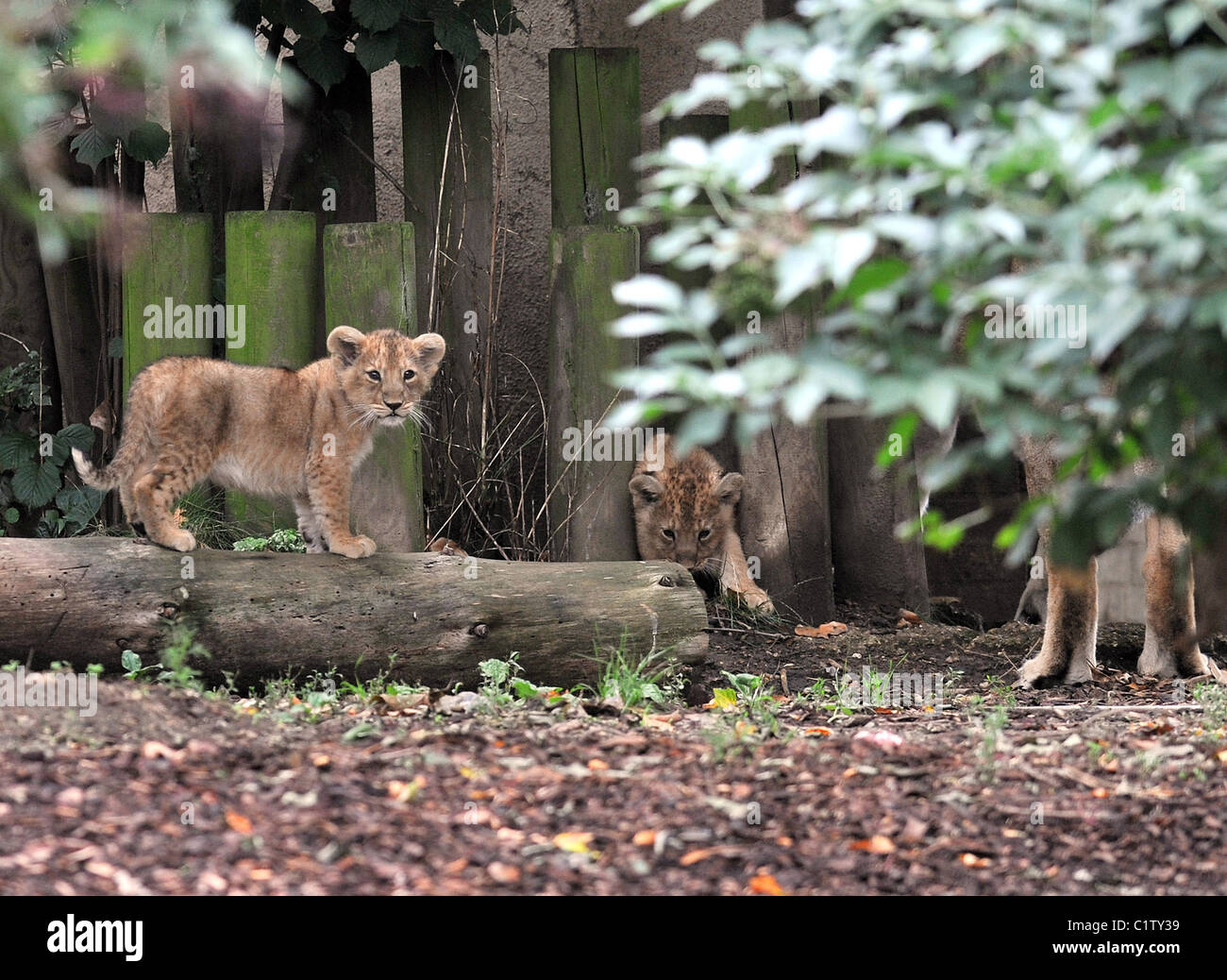 London zoo lion enclosure hi-res stock photography and images - Alamy