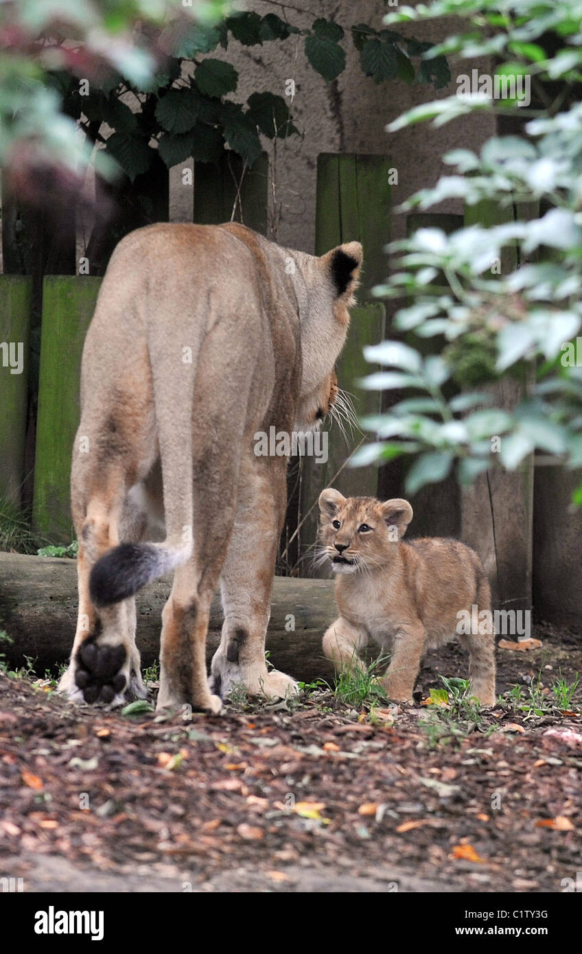 London zoo lion enclosure hi-res stock photography and images - Alamy