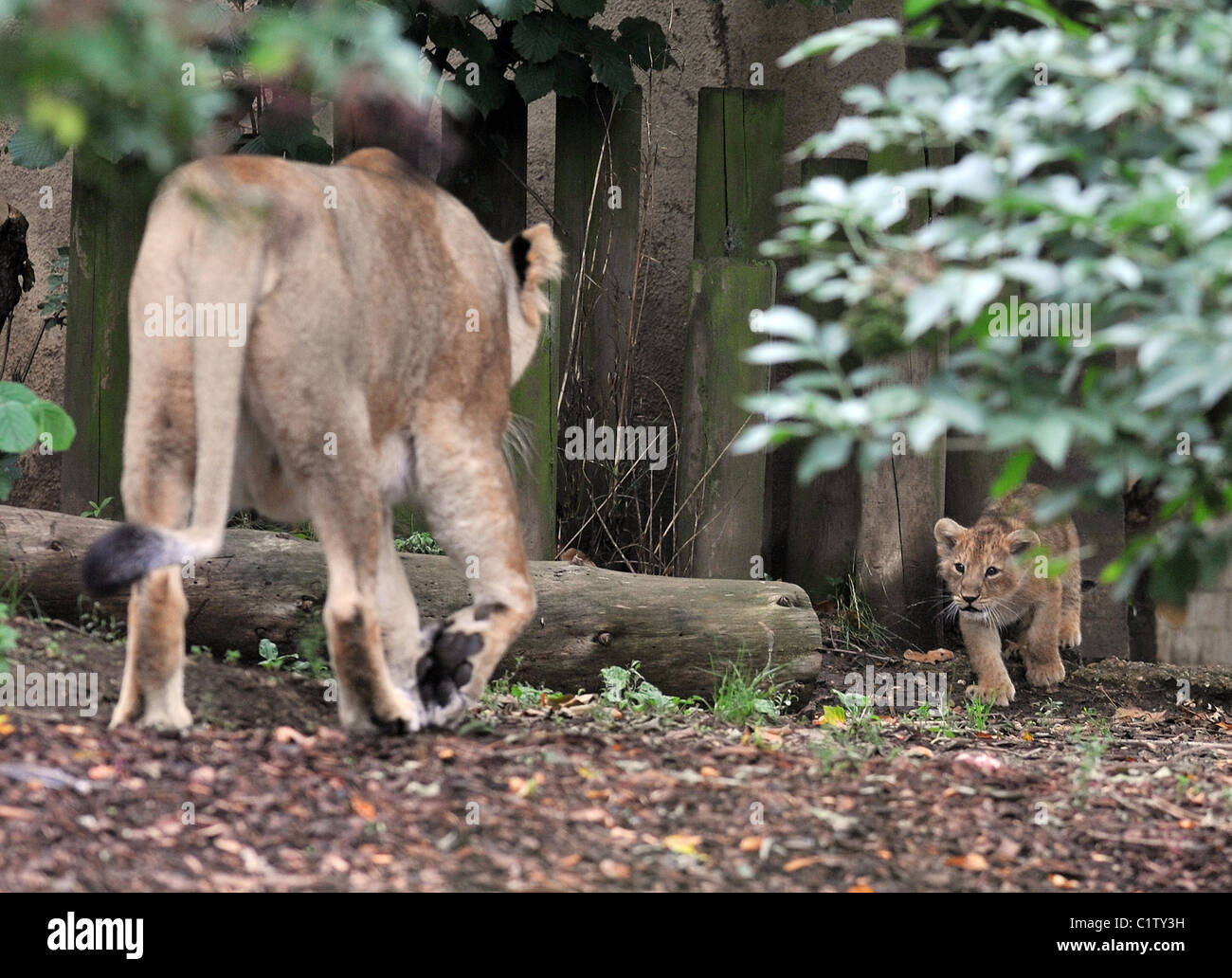 London zoo lion enclosure hi-res stock photography and images - Alamy
