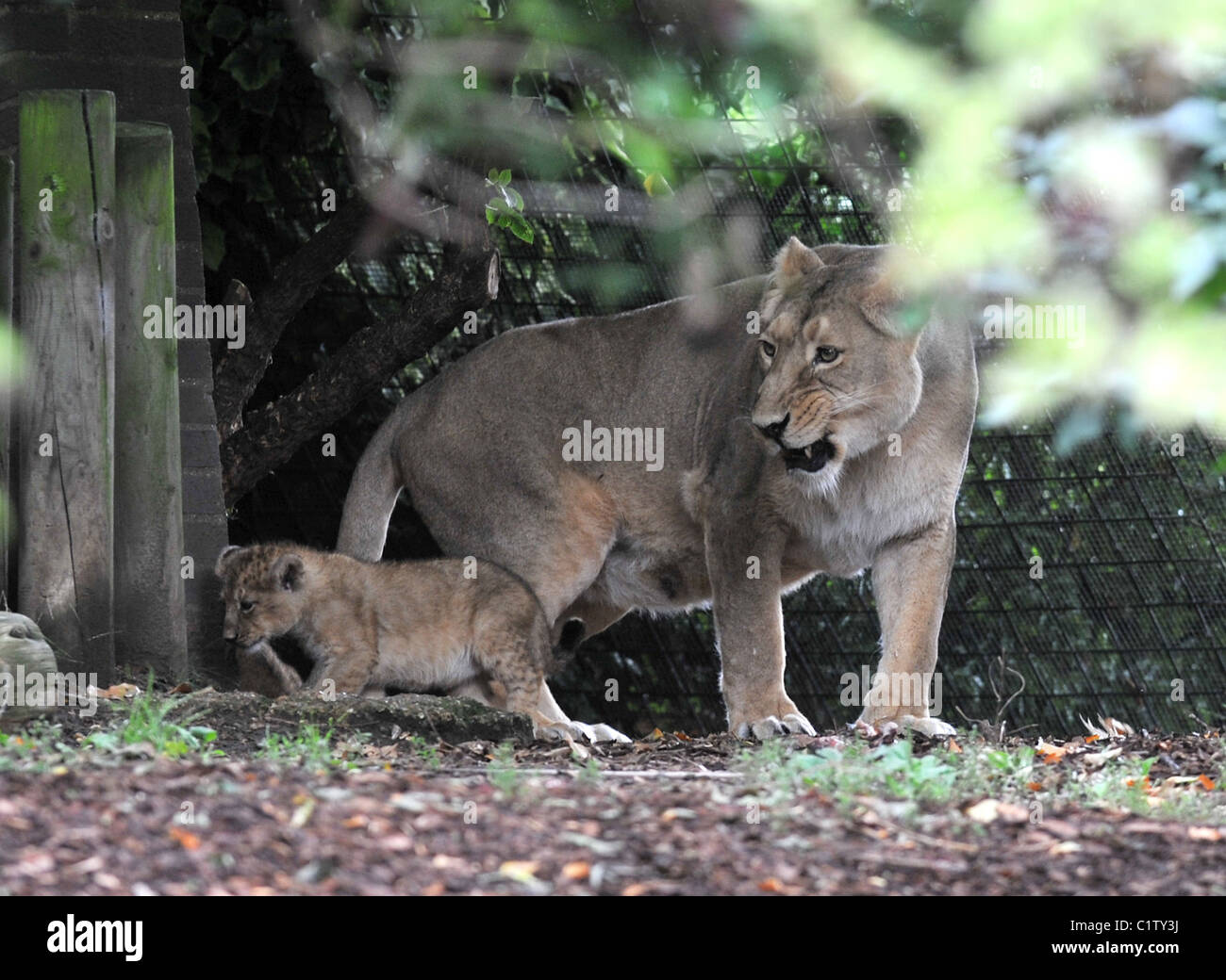 London zoo lion enclosure hi-res stock photography and images - Alamy