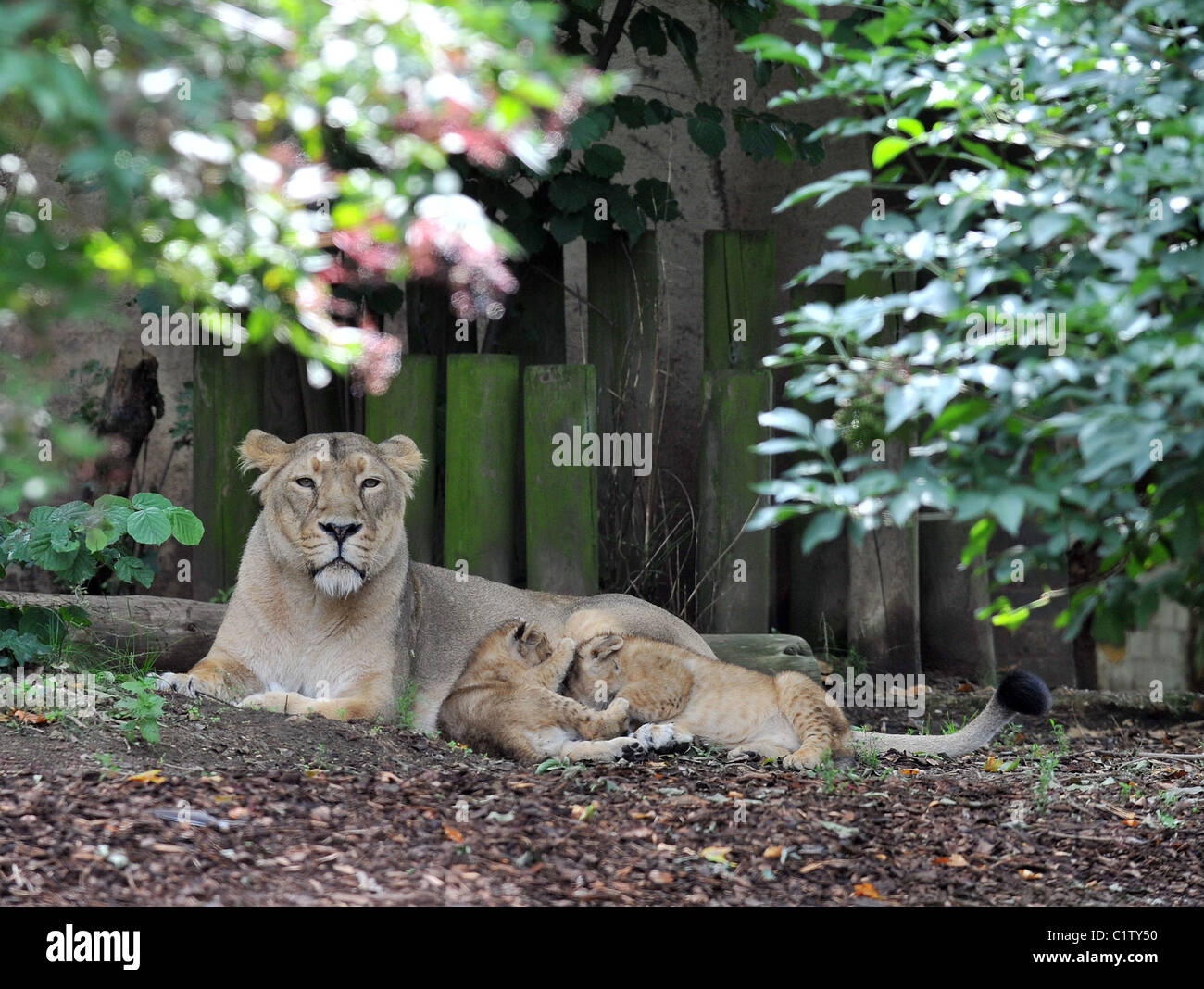London zoo lion enclosure hi-res stock photography and images - Alamy
