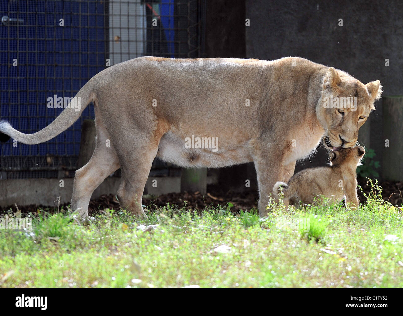 London zoo lion enclosure hi-res stock photography and images - Alamy