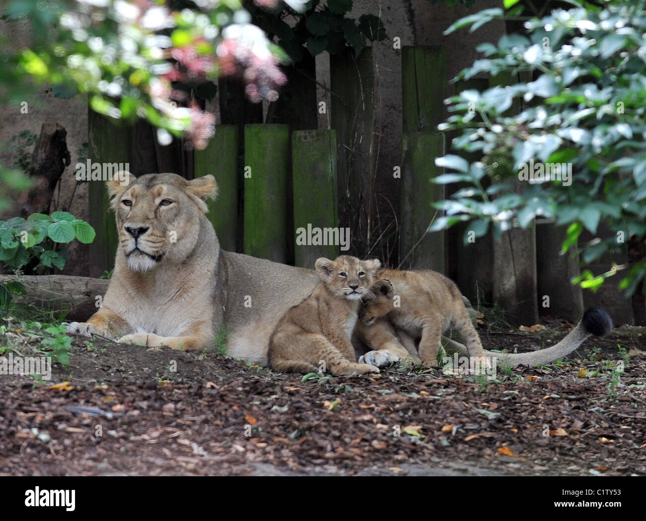 London zoo lion enclosure hi-res stock photography and images - Alamy
