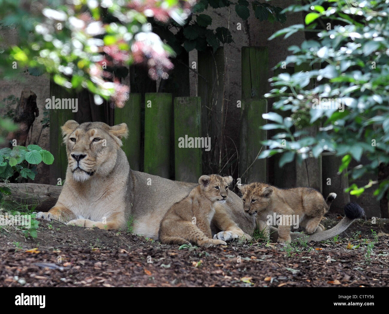 London zoo lion enclosure hi-res stock photography and images - Alamy