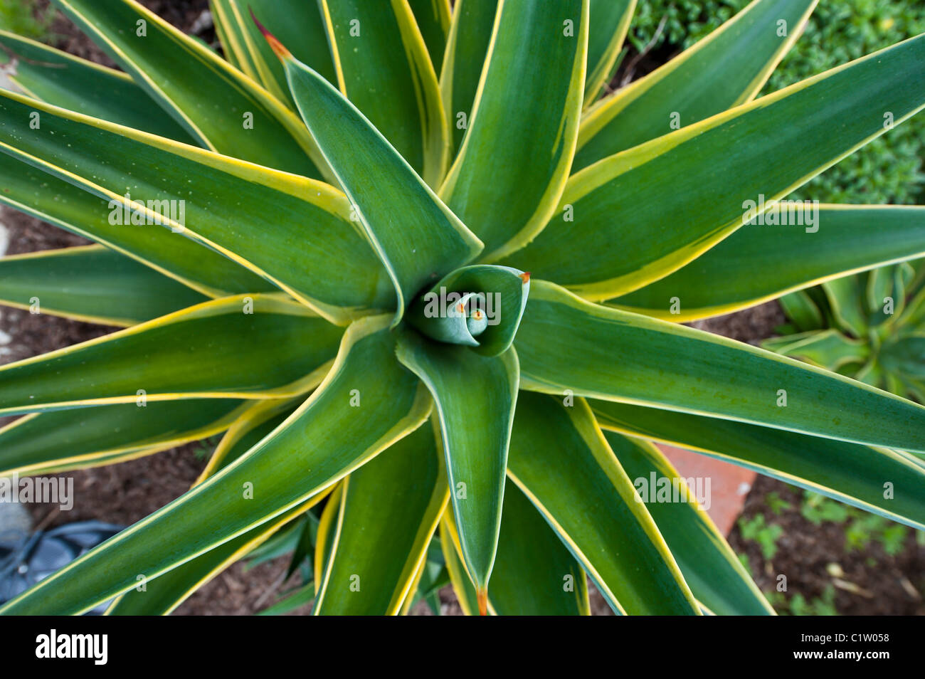 San Juan Capistrano, California. Yucca plant, Mission San Juan
