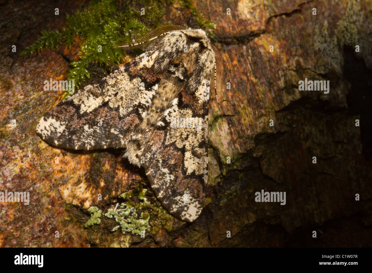 Oak Beauty (Biston strataria) moth Stock Photo