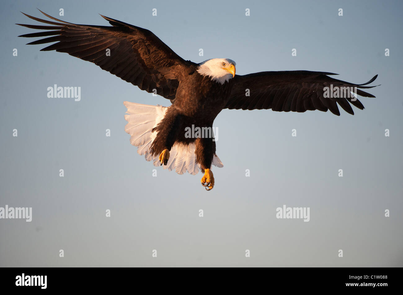 Bald eagle (Haliaeetus leucocephalus) in flight Stock Photo - Alamy
