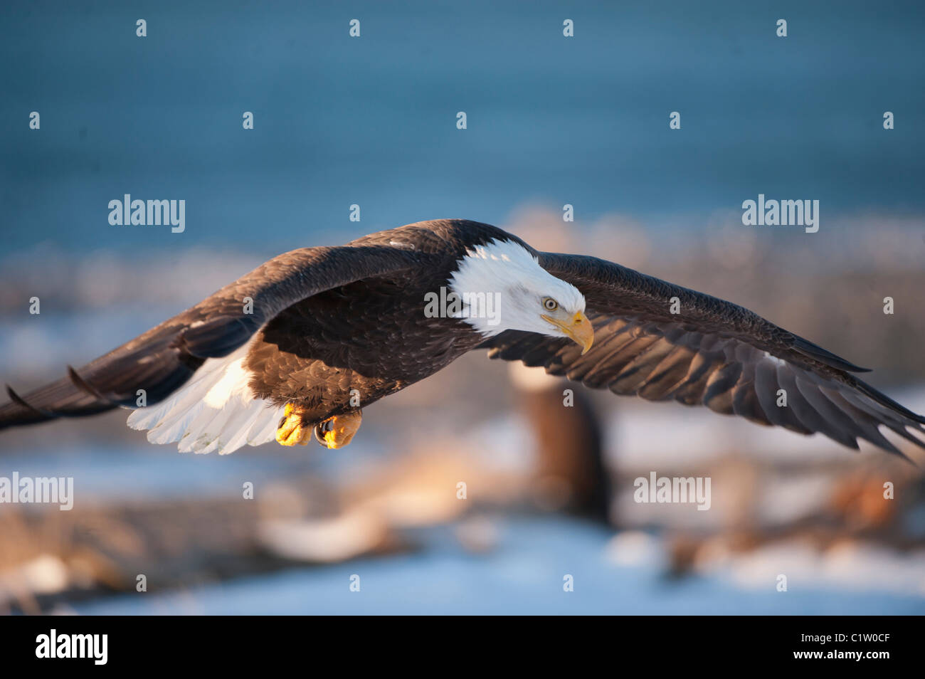 Bald eagle (Haliaeetus leucocephalus) in flight Stock Photo - Alamy