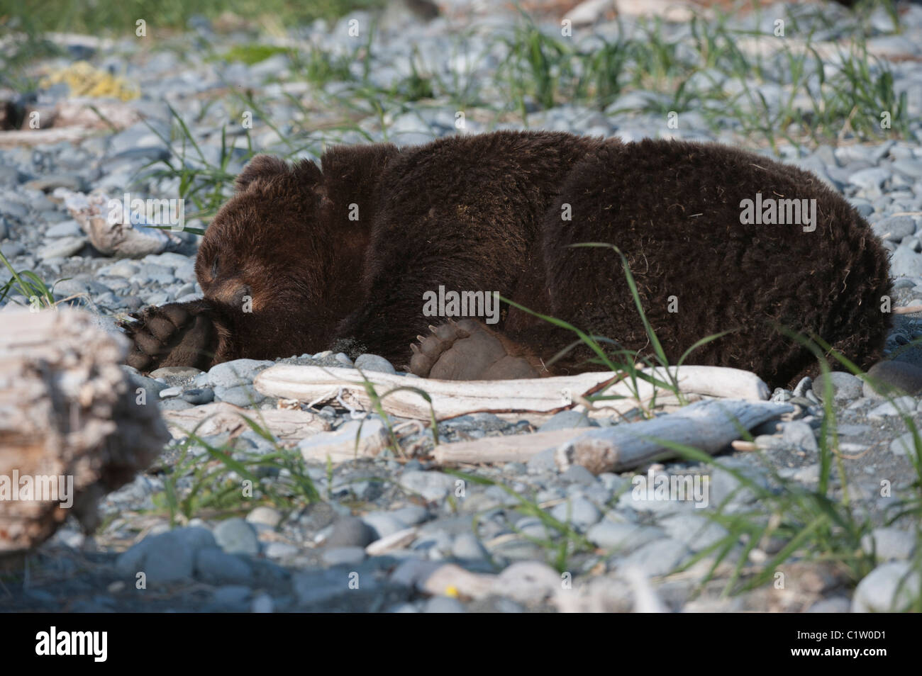 Kodiak brown bear (Ursus arctos middendorffi) resting, Swikshak, Katami Coast, Alaska, USA Stock Photo